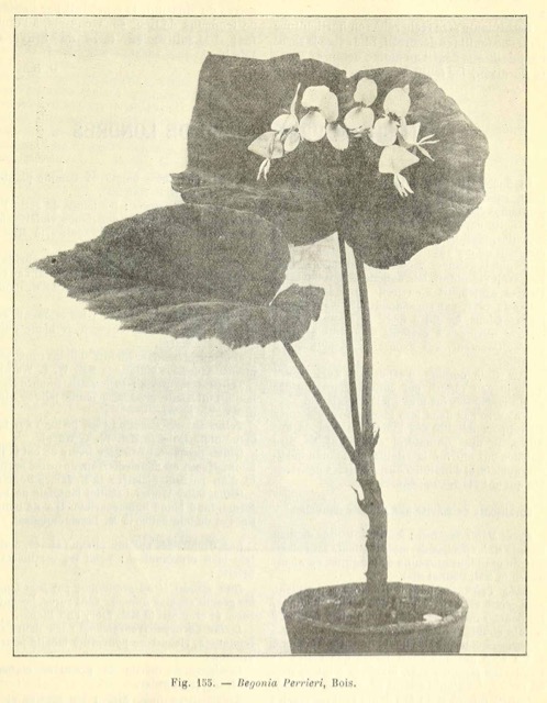 B. perrieri
